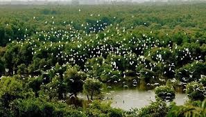 Plain of Reeds during monsoon season - ảnh 2